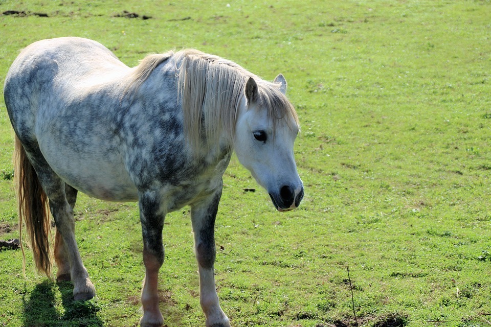 黒い砂漠モバイル 野性の馬の捕獲に挑戦てどこでやるの 爆newゲーム速報